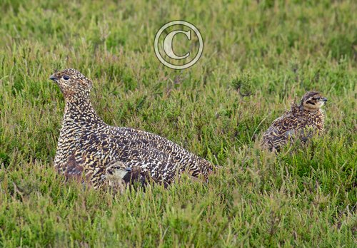   Grouse with Chicks  DM2064